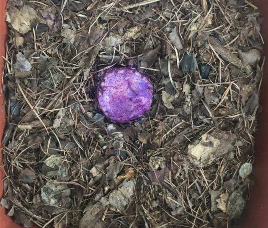 君子兰烂根了用生根液浇行吗,君子兰烂根后可以用碘酒杀菌吗