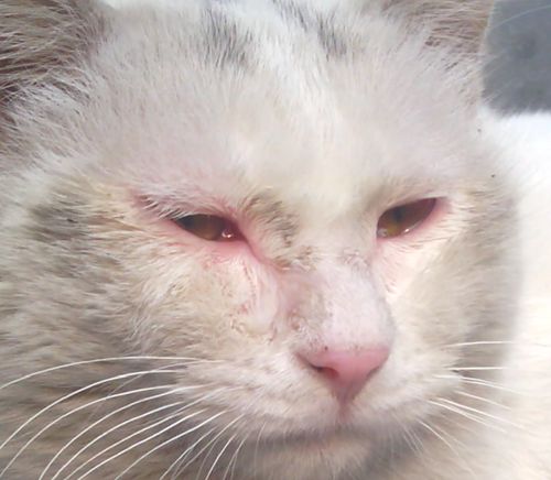 结膜炎的注意事项,猫结膜炎的治疗最佳方法