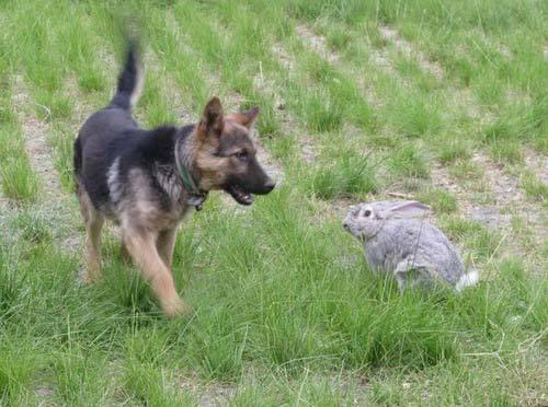 孔子有登泰山而小天下的名言,孔子登泰山而小天下的翻译是什么