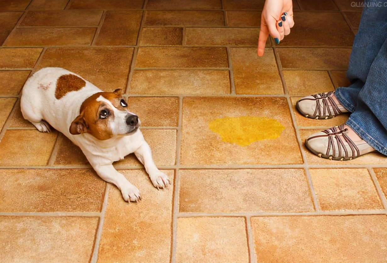 狗狗做绝育全过程,给狗狗做绝育还会乱尿吗