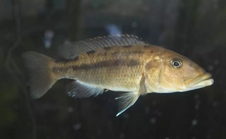 自己做大型水陆缸,在家自己打造一个沙漠缸