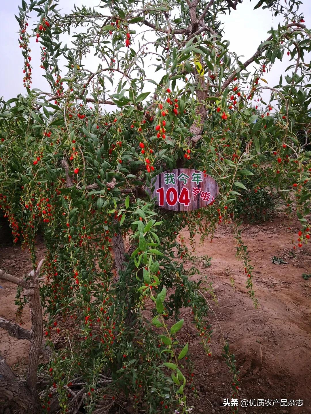 中宁原产地枸杞品质如何,中宁枸杞官方认证品牌