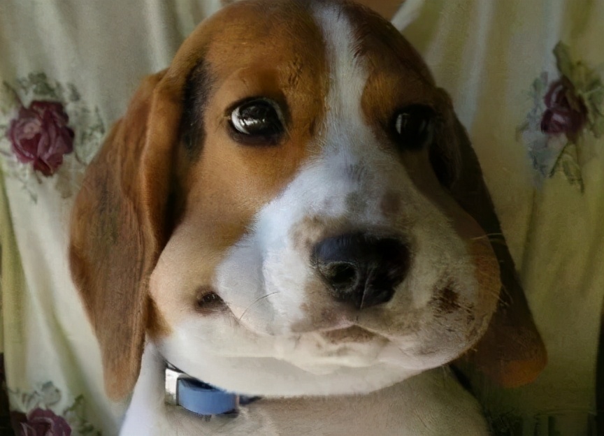 狗狗被马蜂蛰到了眼睛该怎么办,小奶狗被蜜蜂蛰了怎么办