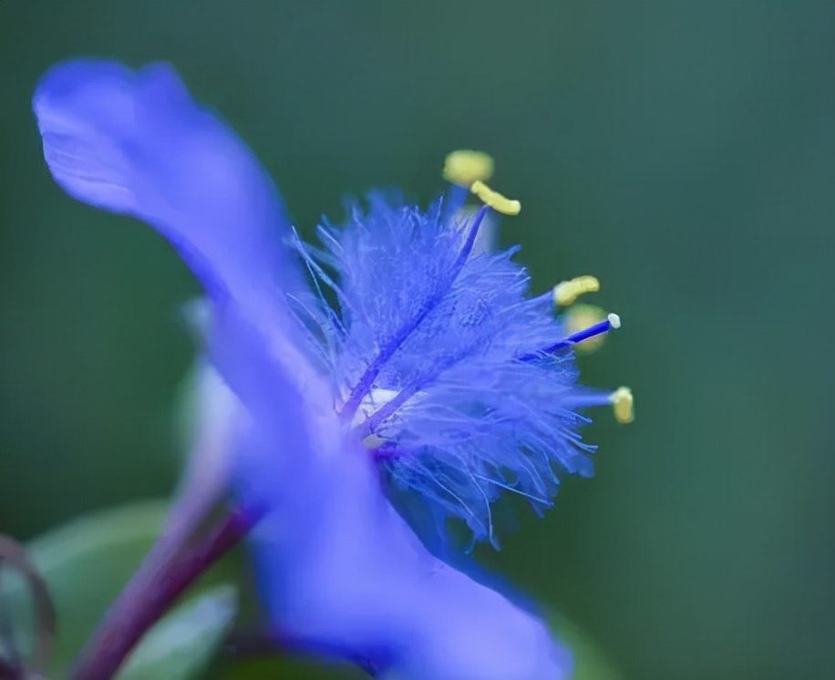 十种蓝色花,常见的六种蓝色花