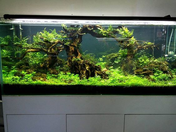 新手初开草缸种什么前景草,水草泥放在陶粒上面还是下面