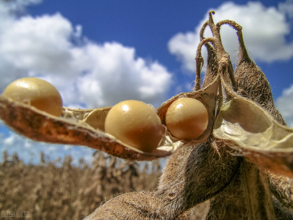今年的秋季大豆什么价格,今年大豆价格最高能达多少