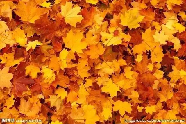 秋天记忆中的落叶,落叶的记忆