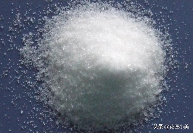 沙漠玫瑰花舒展不开怎么办,沙漠玫瑰花苞打不开是怎么回事