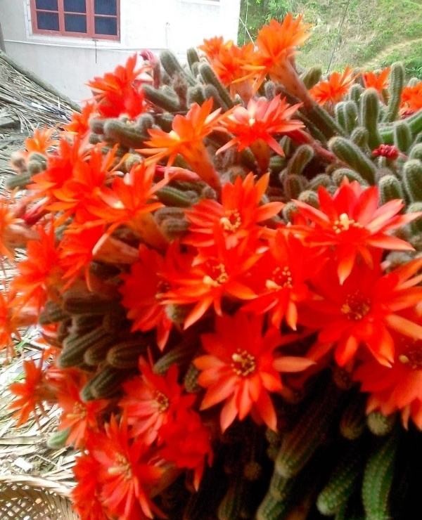 148个仙人球品种大全,100个仙人球品种