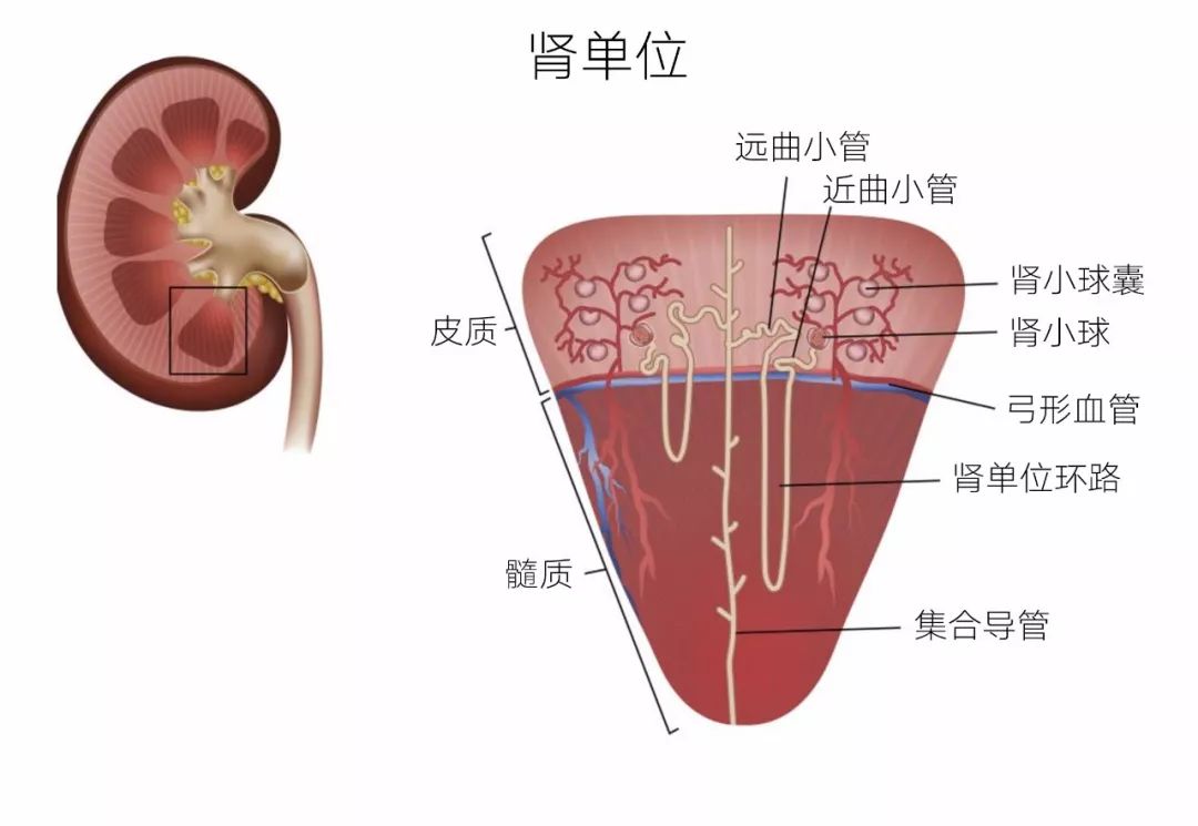 MYAO猫病特辑|慢性肾病