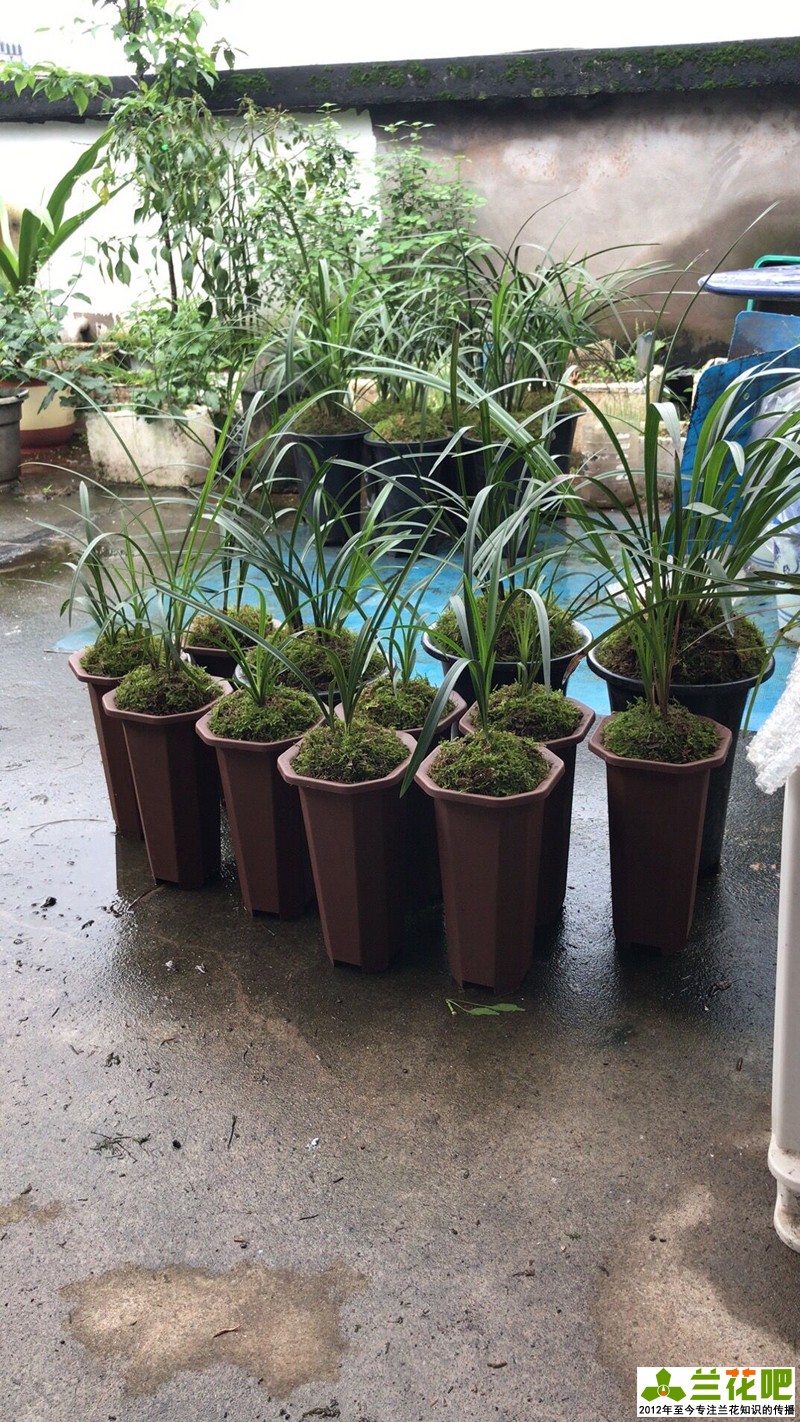 鍏拌姳浠锋牸鏆磋穼鍘熷洜鍒嗘瀽,鐤儏鏈熼棿鍏拌姳浠锋牸璧板娍