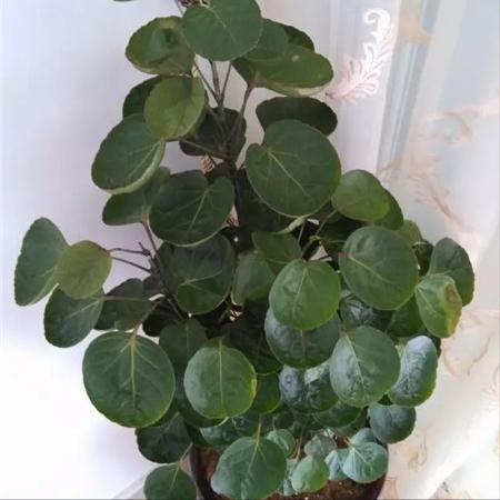 有招财守财寓意的花,招财纳财的花