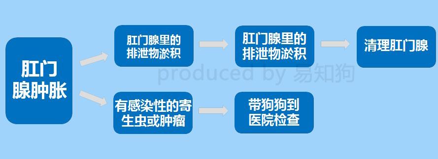 居家狗狗生活训练,日常护理狗狗皮肤不瘙痒