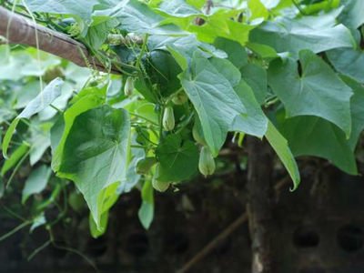 佛手瓜瓜形如两掌合十，有祝福之意，深受人们喜爱