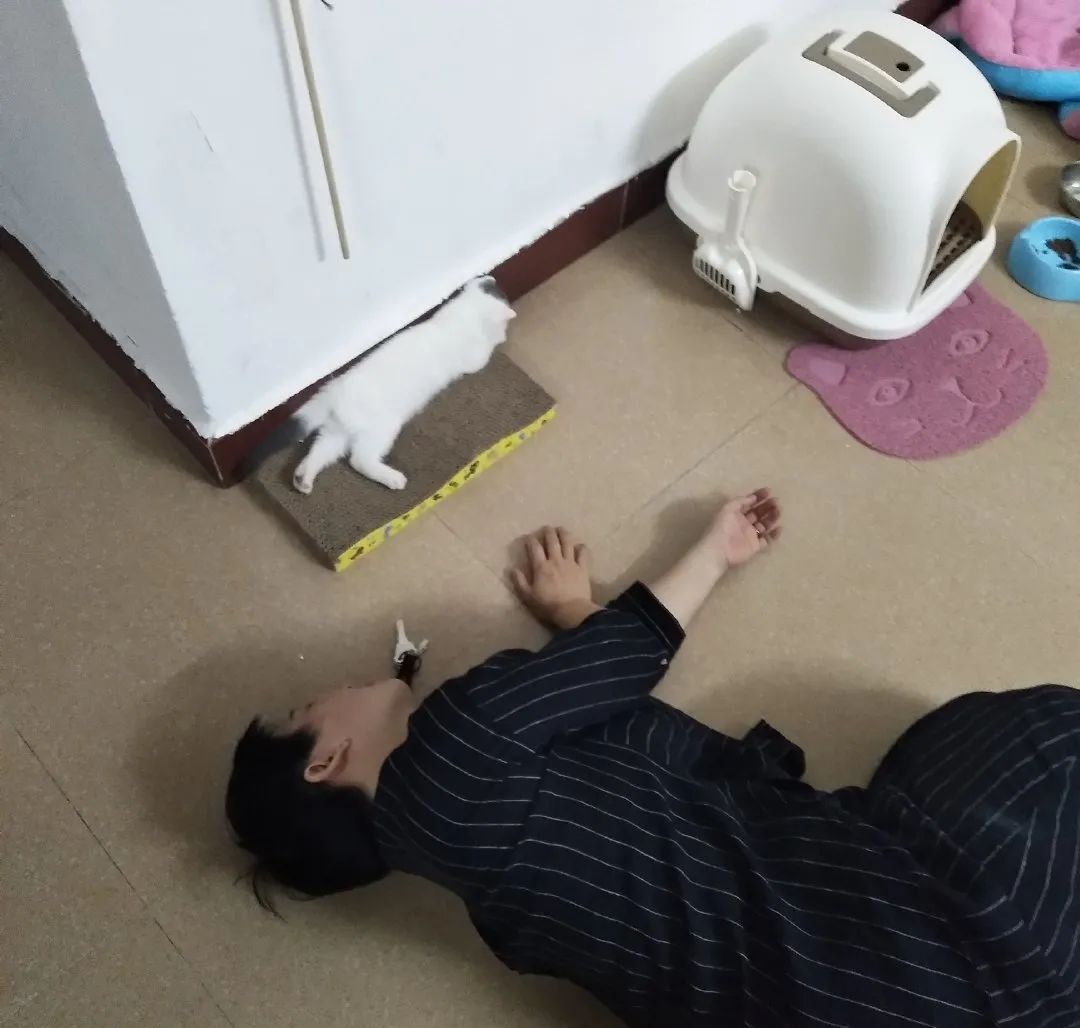 卑微的两脚兽，欢迎来到喵星人的世界