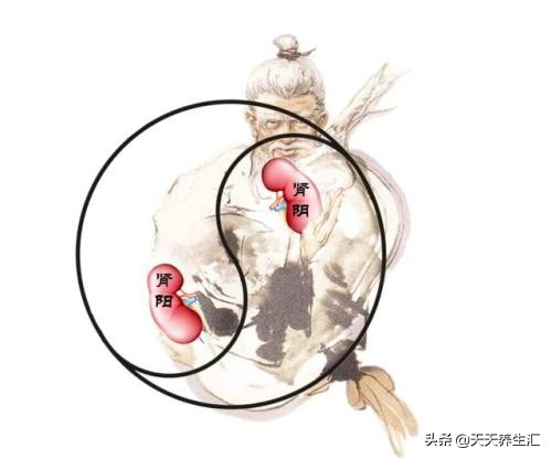 肾阴虚除了吃药还有什么办法,肾阴亏虚怎么调理肾功能