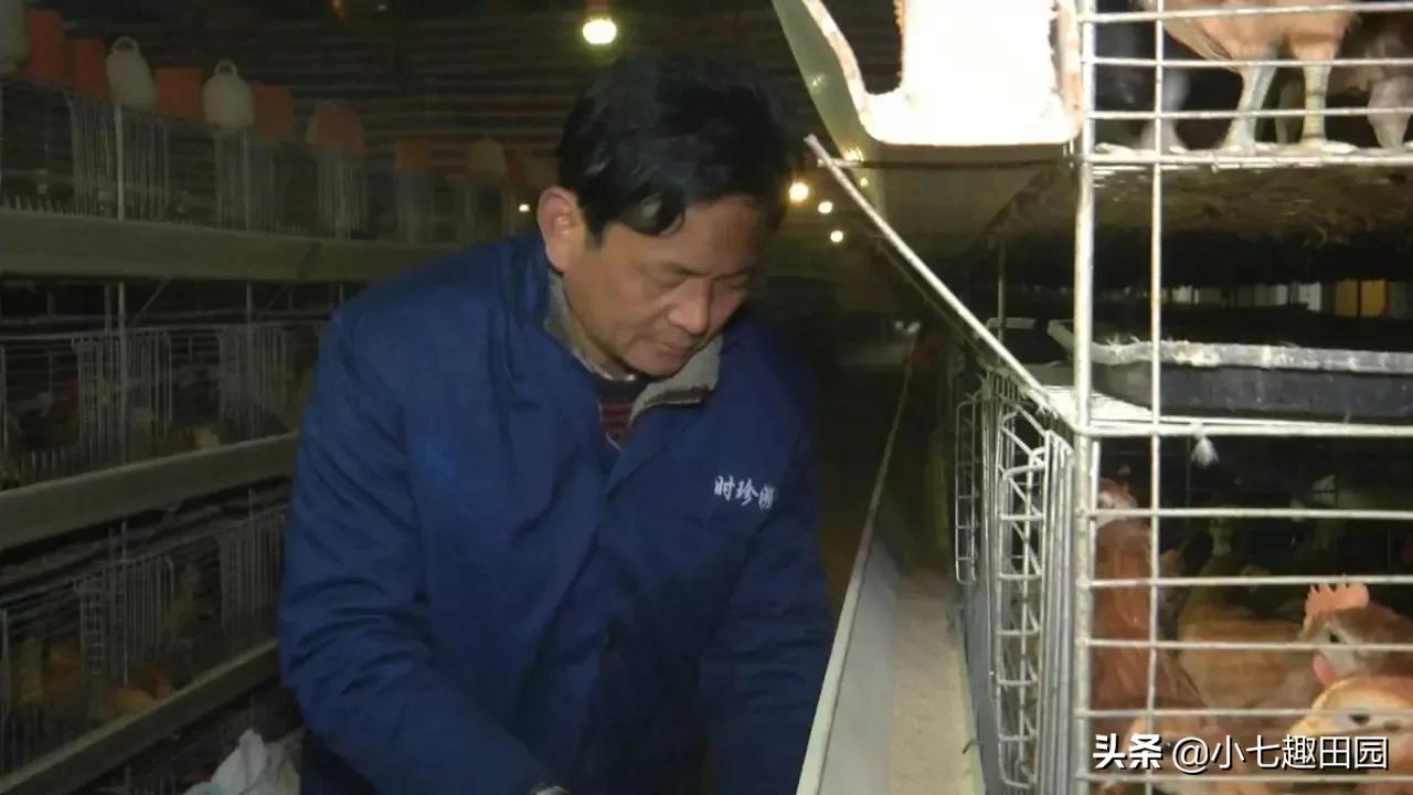 树林养鸡一年可以挣多少钱,70亩树林养鸡利润