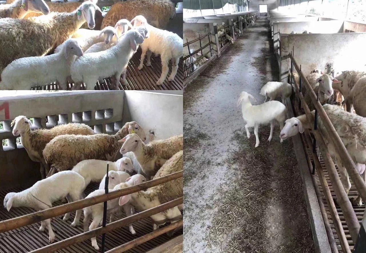 去内蒙吃烤全羊去哪里,自驾坝上烤全羊