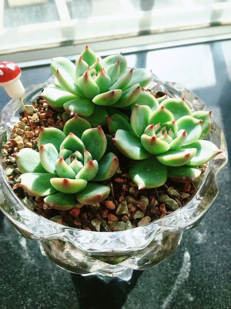 2021牛转乾坤砥砺前行,2021年牛转乾坤时来运转