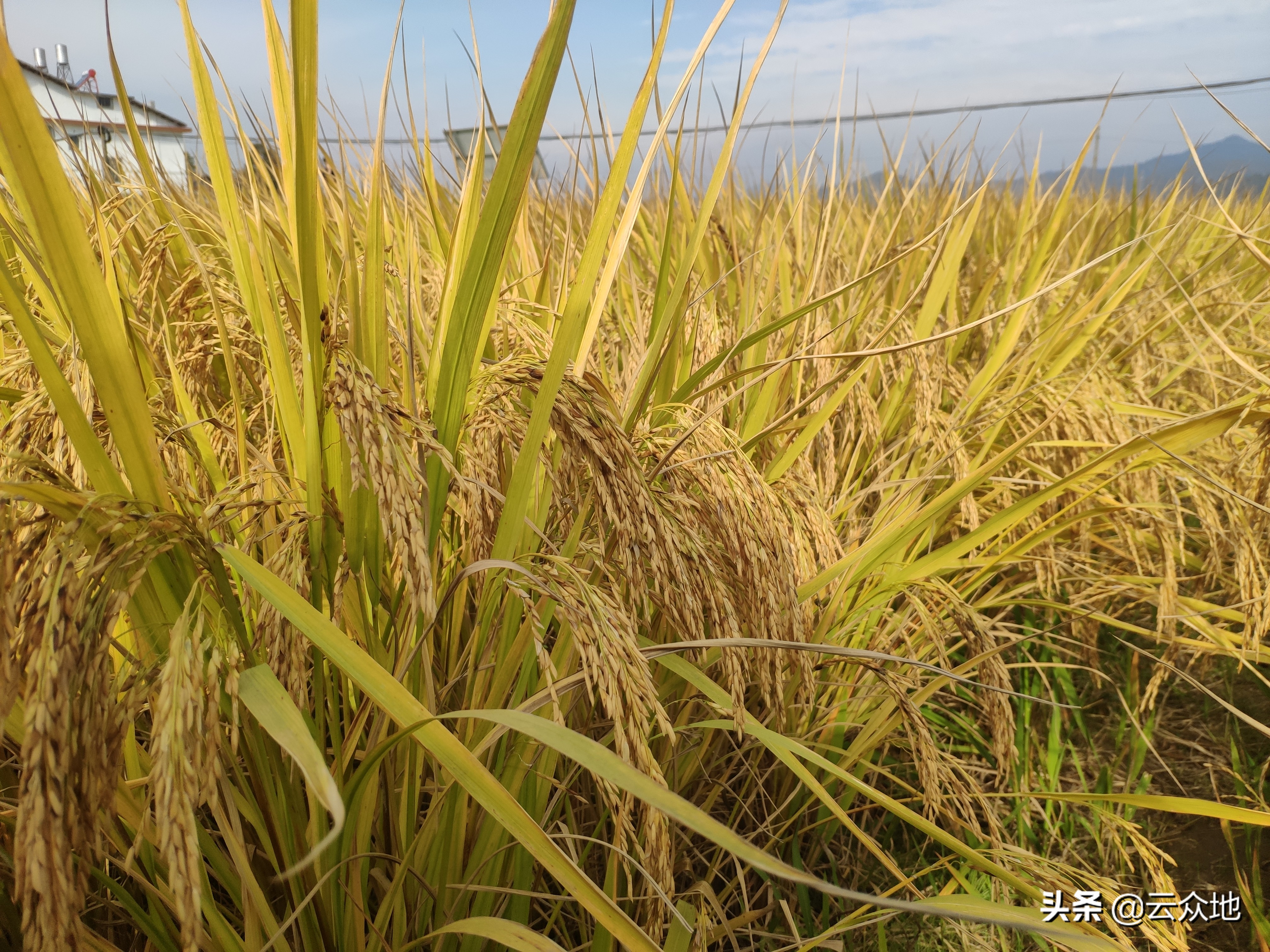 特优品种泰优明月丝苗,为何脱颖而出?食味优、外观好、丰产稳产