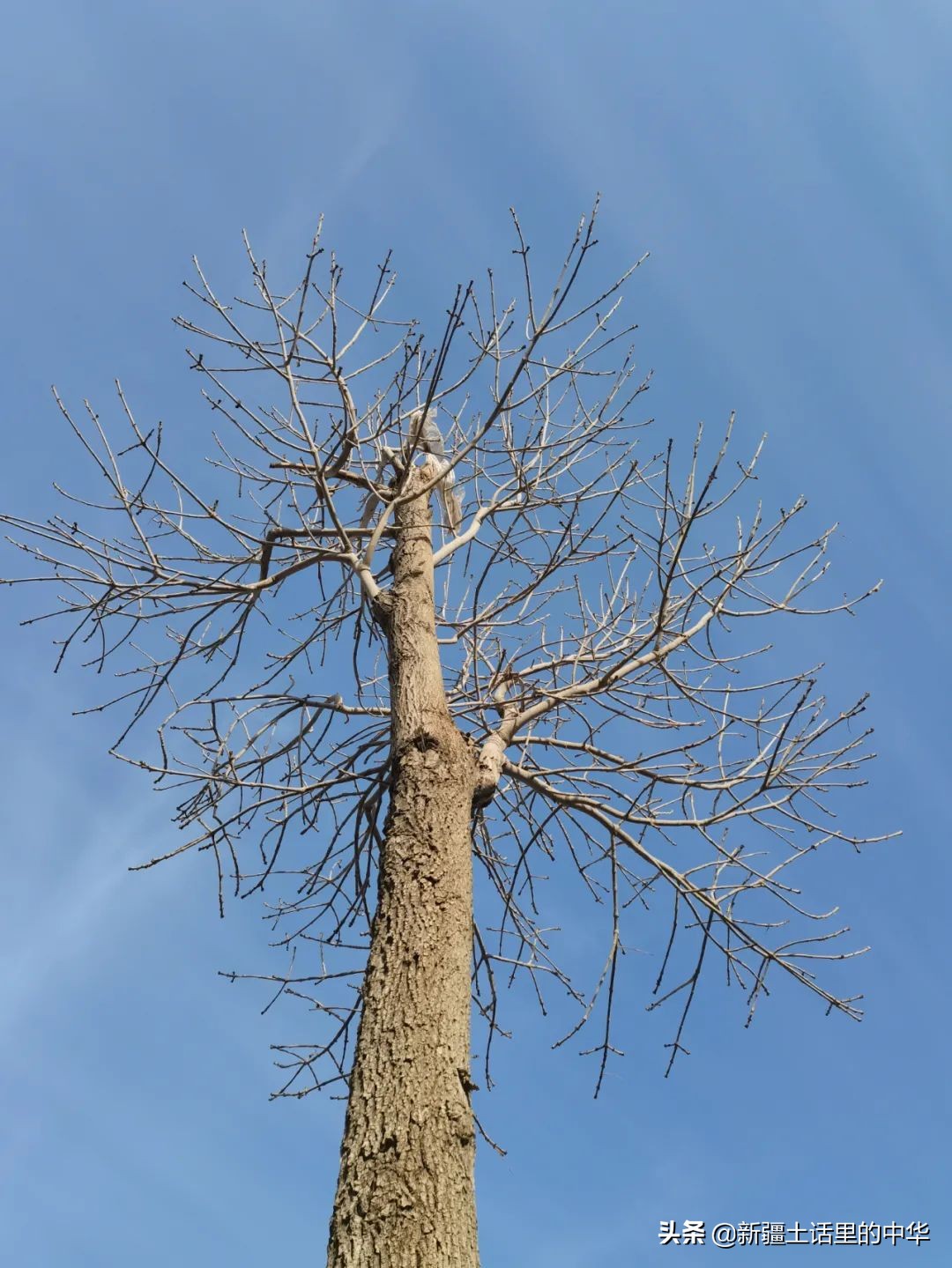 害冷在医学上叫什么,害冷的意思