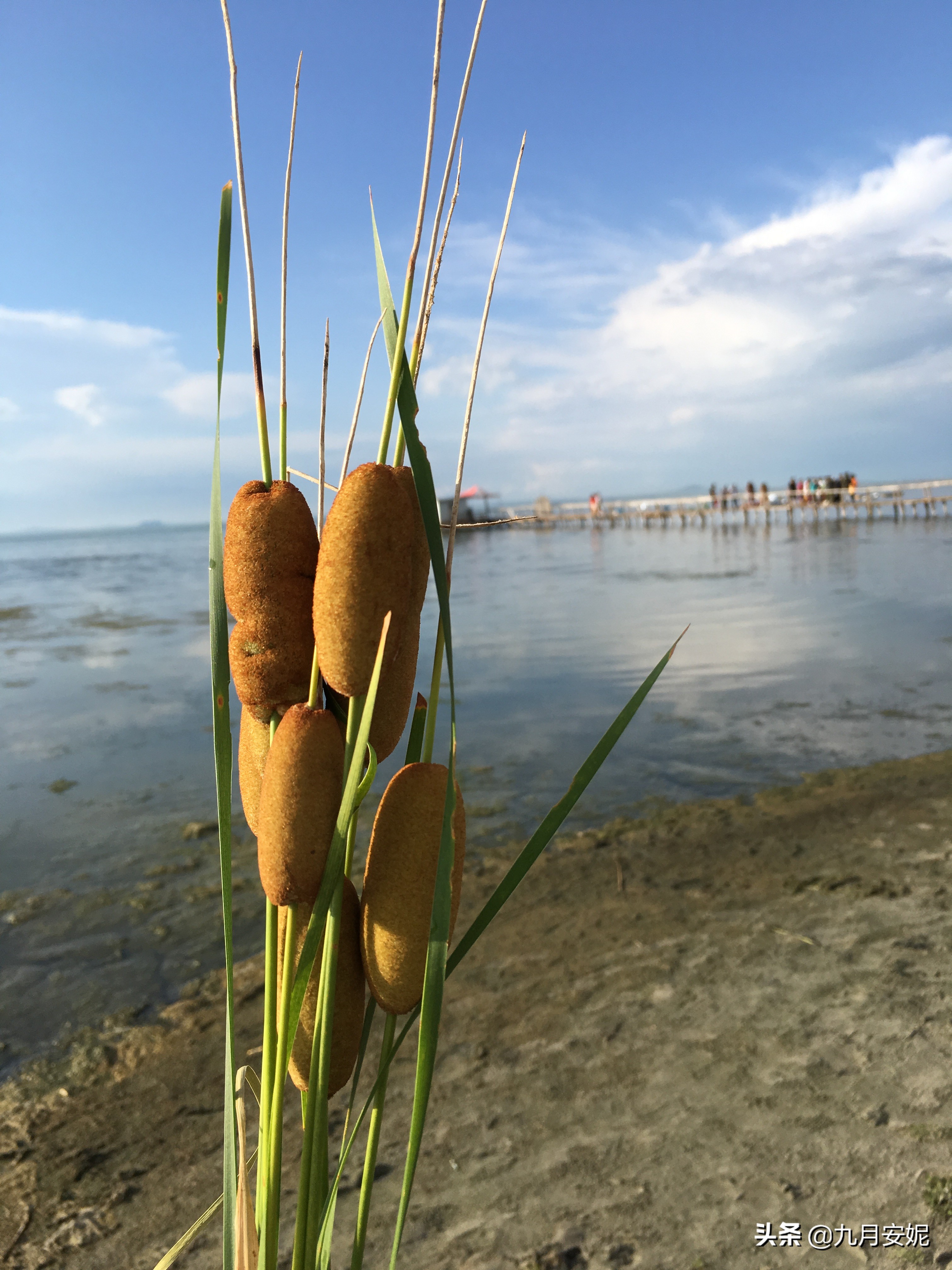 去达里湖看华子鱼洄游,达里诺尔湖华子鱼洄游在哪里