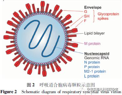 呼吸道合胞病毒怎样预防,儿童呼吸道合胞病毒治疗指南