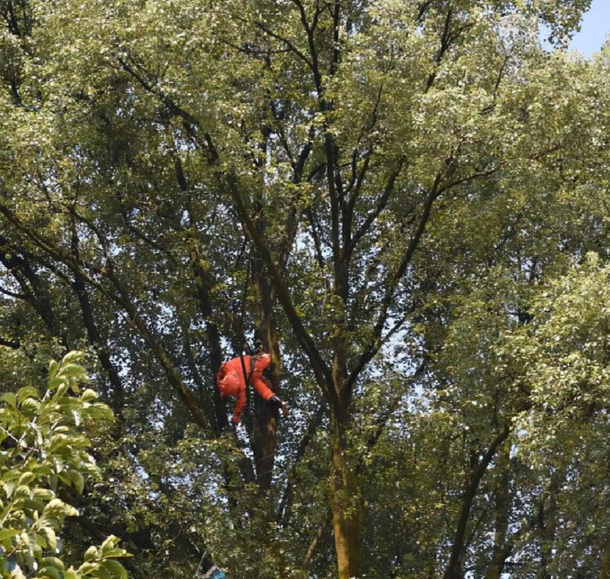 马蜂窝被打掉后马蜂会攻击人吗,马蜂窝被捅怎么让马蜂继续存活