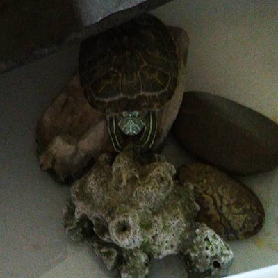 乌龟从6楼摔下去呕血怎么治疗,小乌龟摔了嘴里吐血怎么办