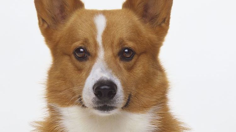 柯基十大优缺点,柯基智身价