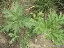 野外发现珍贵的植物千万要注意,新疆南疆常见荒漠野生植物