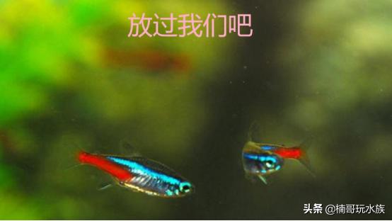 小鱼缸养什么观赏鱼好看又好养,养什么观赏鱼最赚钱又好养