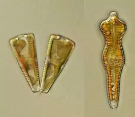 水产养殖业藻类的生命周期,水产养殖常见藻类植物