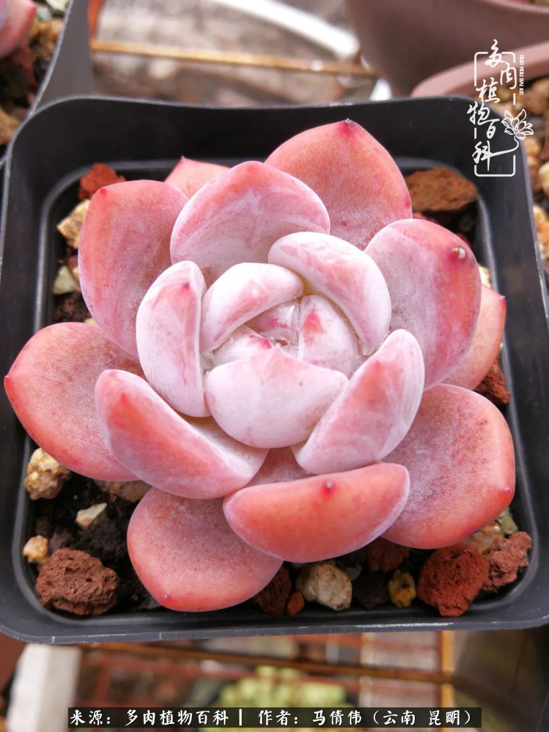 熬过了夏天的多肉,多肉熬过夏天惊艳整个秋天