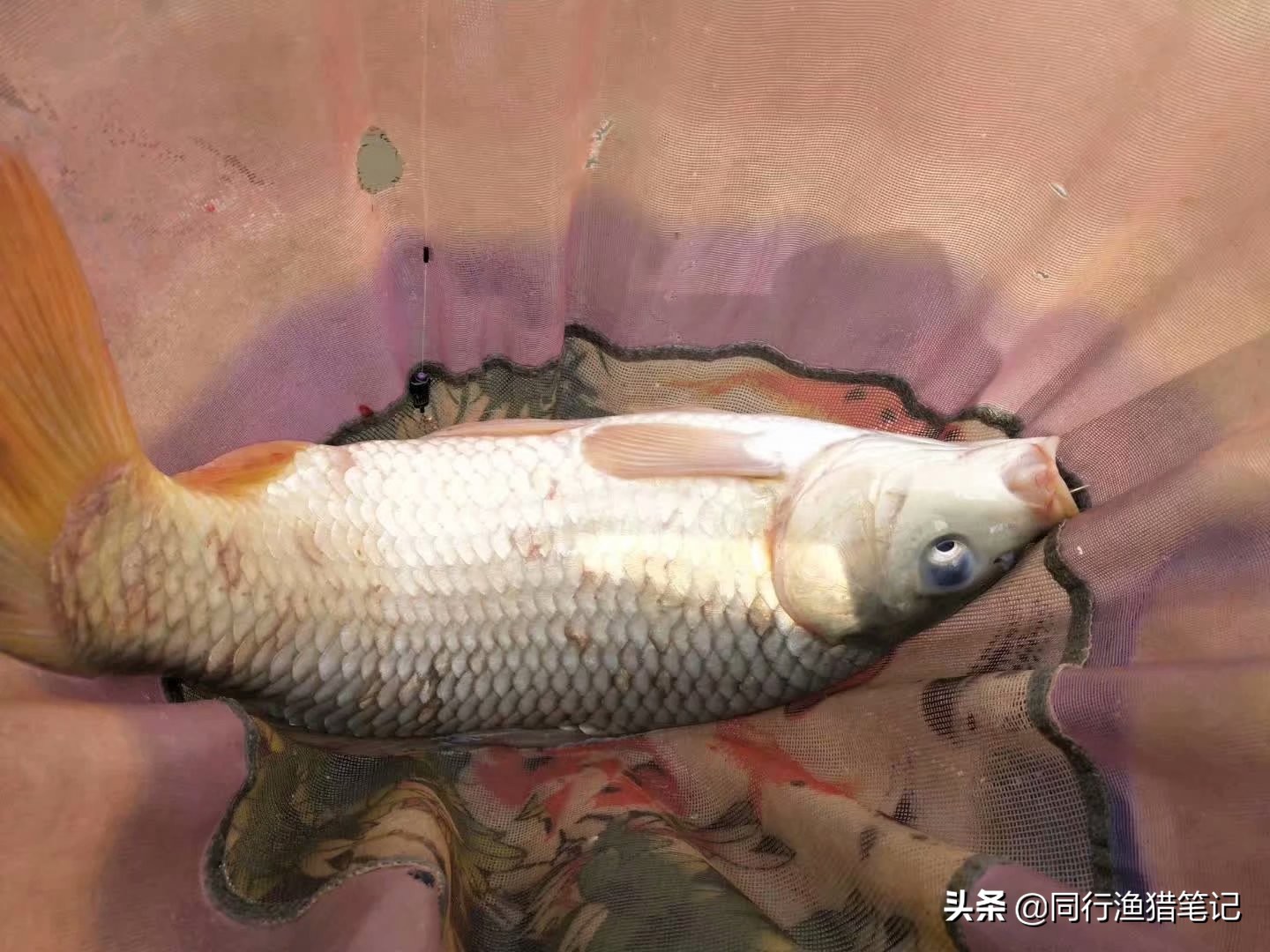 软粘饵的最佳状态,软黏饵的实战用法