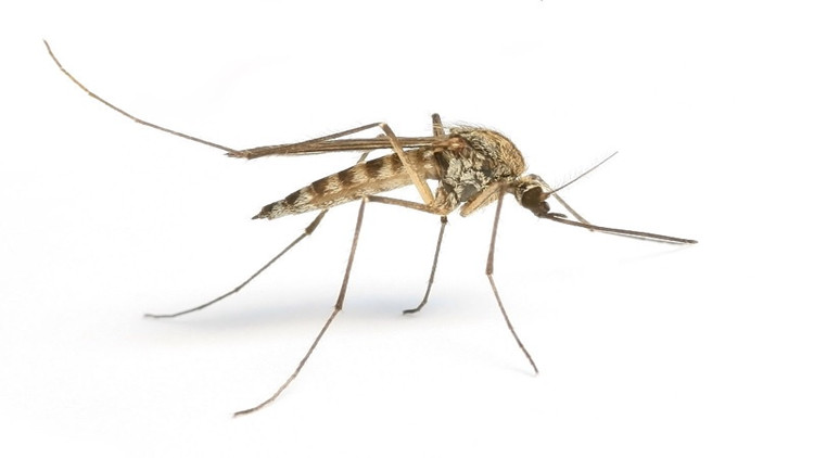 小区灭虫推荐,居家灭虫神器