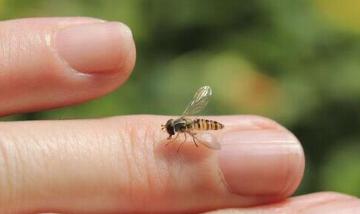 孩子被马蜂蛰妈妈笑了,孩子被马蜂蛰了擦什么药膏