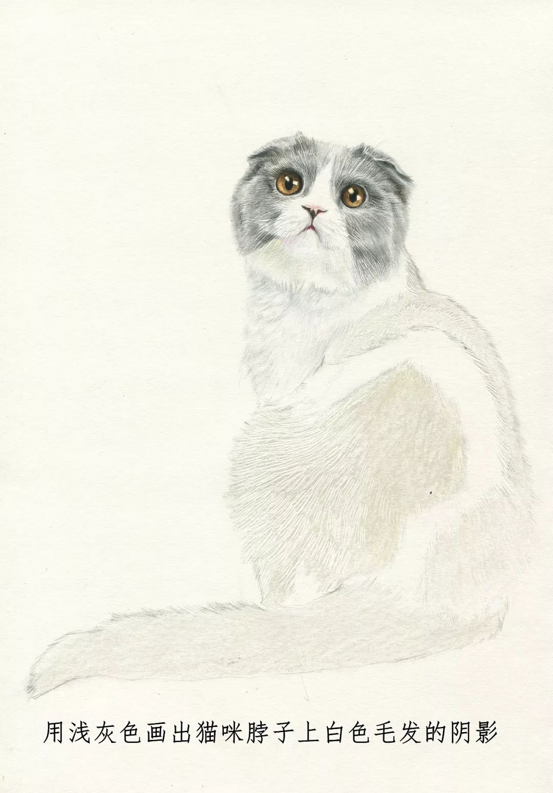 素描动物最全的收集,精微素描动物临摹高清大图