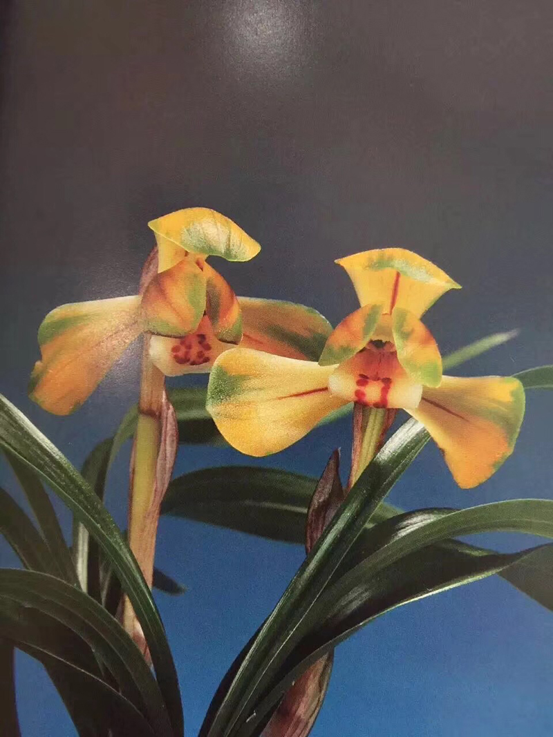 84消毒液可以给兰花消毒吗,兰花被淋了热水怎么救