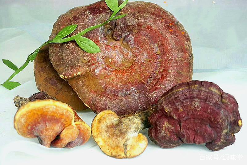 灵芝是药食两用的品种吗,菌类野生灵芝功效