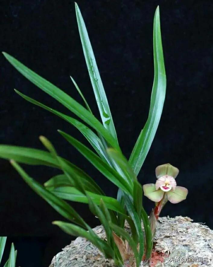 为什么兰花被称为国兰,为什么兰花又叫国兰
