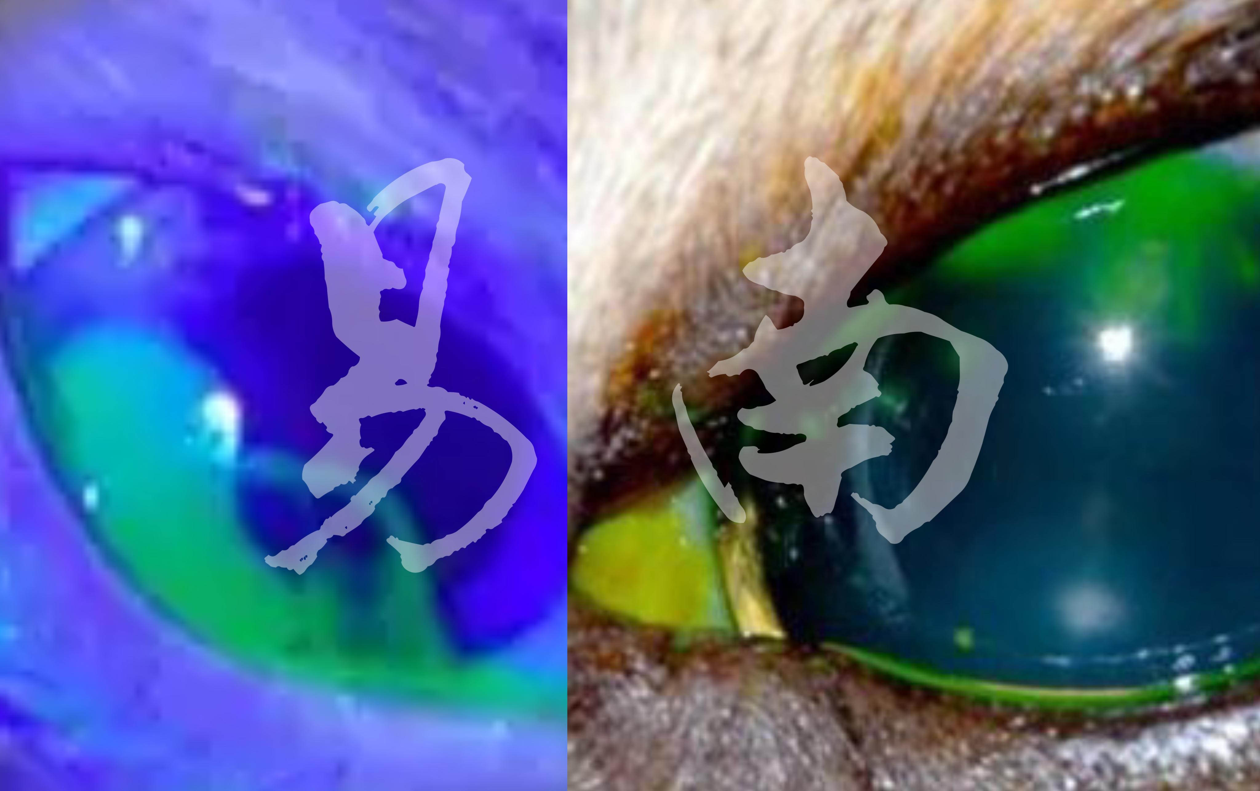 猫咪打喷嚏流鼻涕眼屎怎么治疗,猫咪打喷嚏流的鼻涕有硬芯