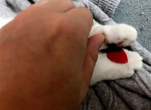 猫咪动作古怪,猫咪动作为什么那么快