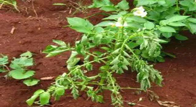 马铃薯这几种病害你都会认吗?认清了以后教你怎么治!(二)