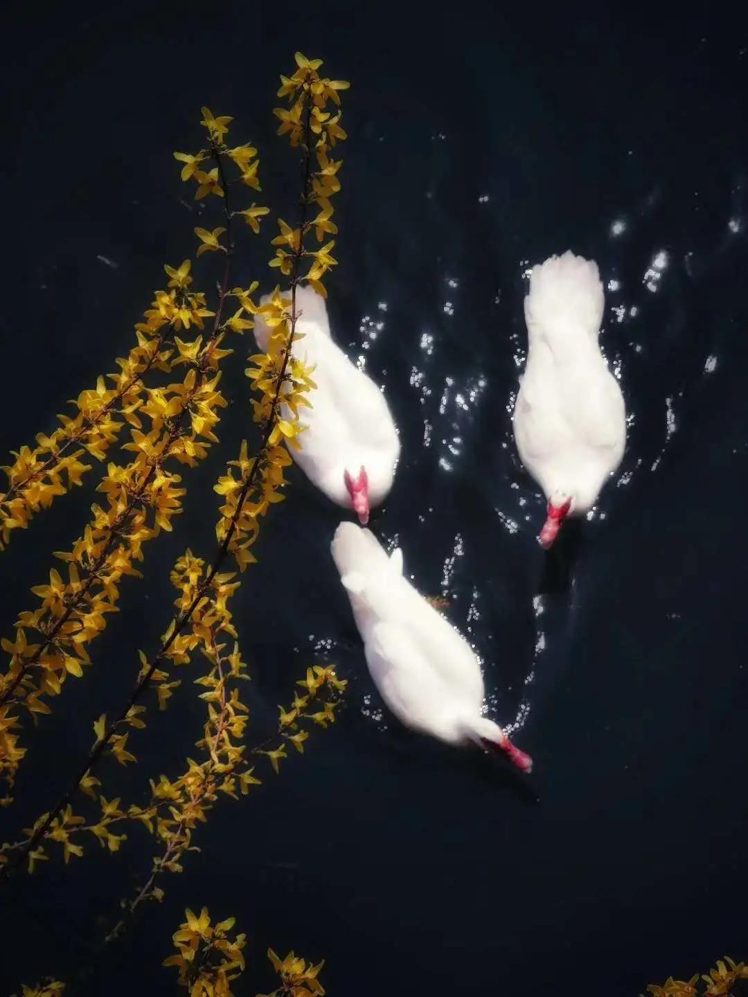 大连外国语大学2024年招生简章,大连外国语大学2021年研究生调剂