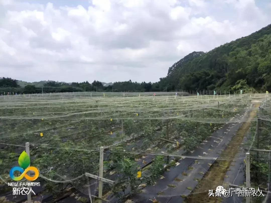 南宁那笔村无花果,南宁摘无花果
