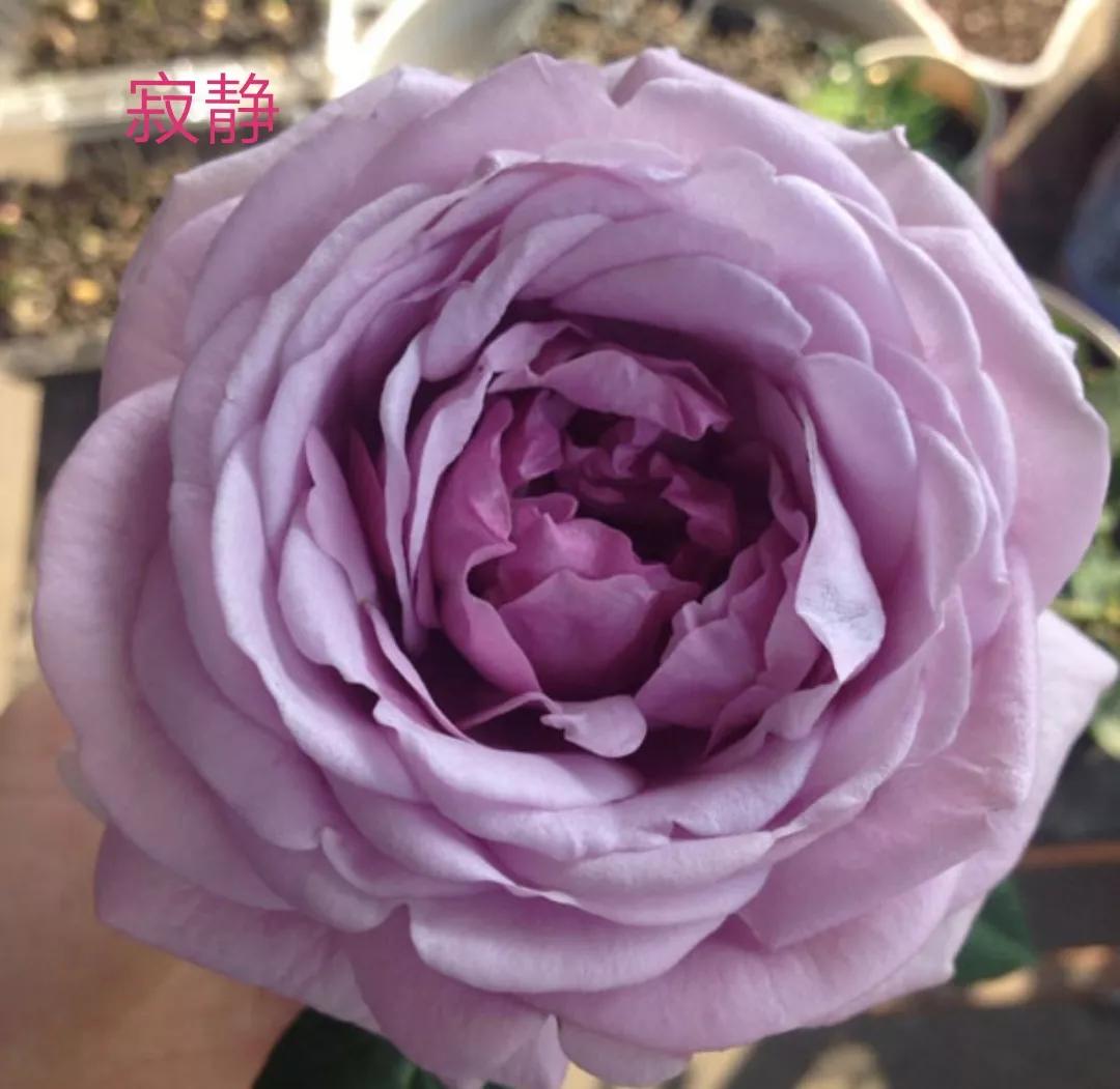 适合做切花的月季品种,十大公认最好切花月季