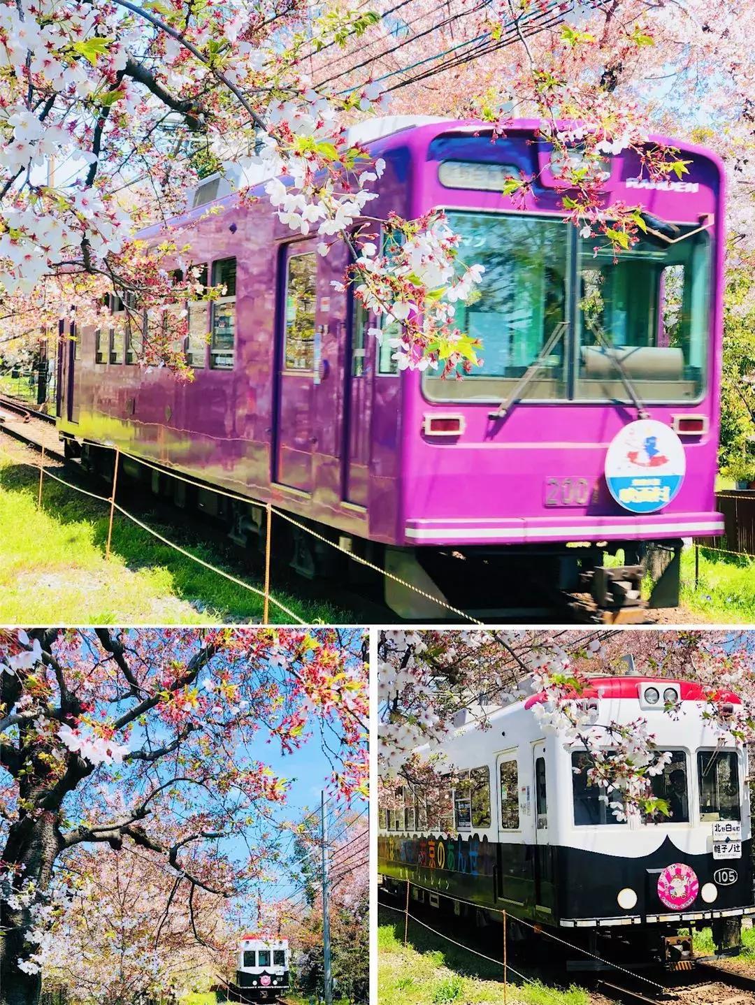 #Lili travel #日本樱花季之旅，畅游东京、京都、大阪！