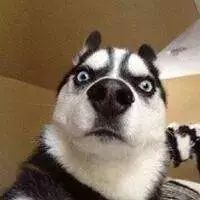 怎么通过狗狗便便颜色判断,狗狗吐绿色的呕吐物要不要看