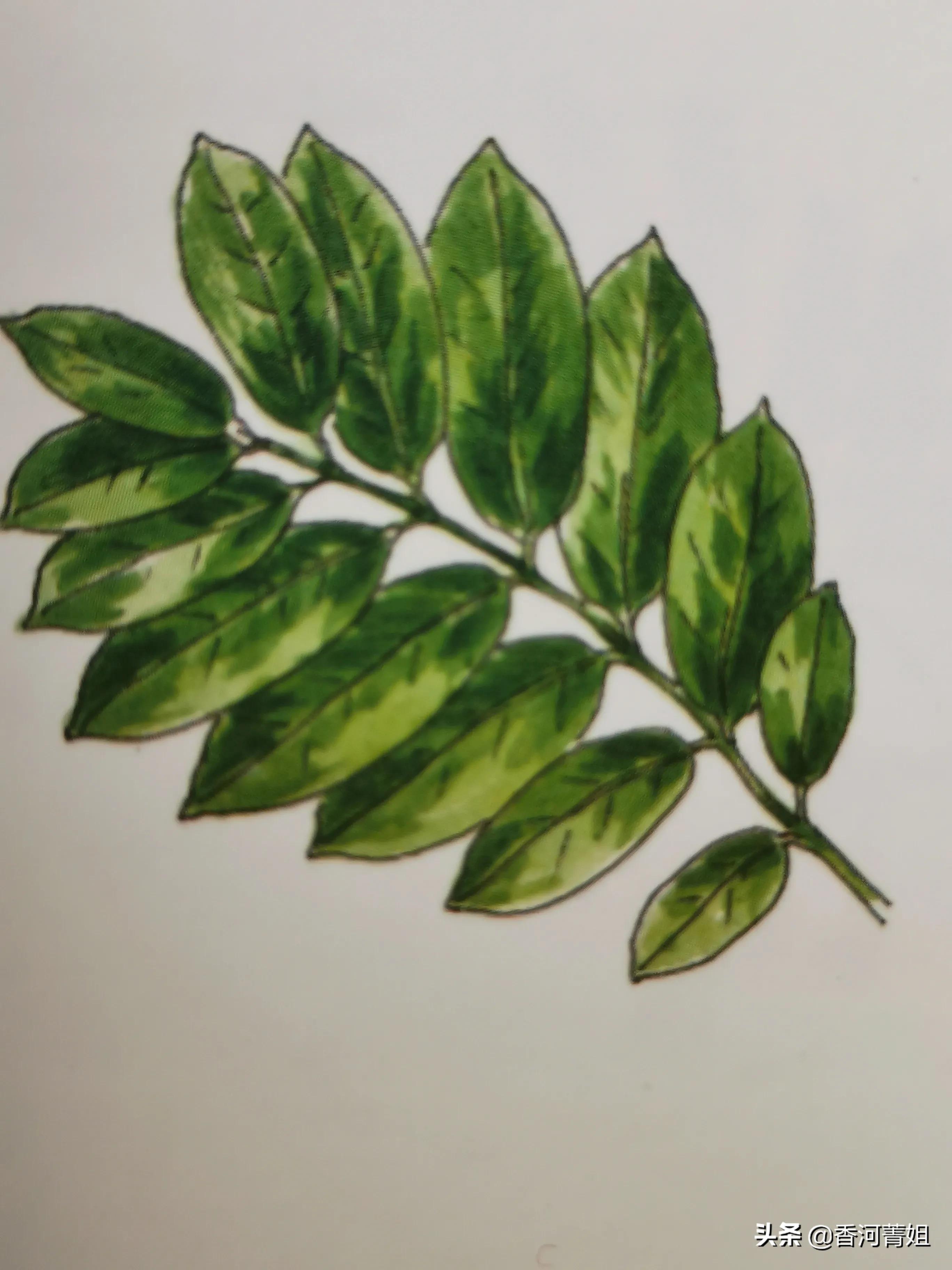 沙比利木材是硬木吗,沙比利柚木